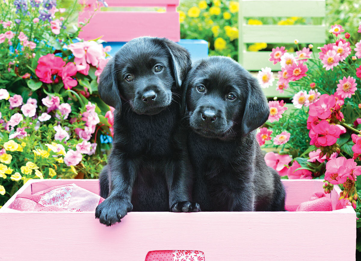 500 pc - Large Puzzle Pieces - Black Labs in Pink Box