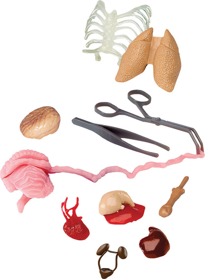 Smart Lab Squishy Human Body