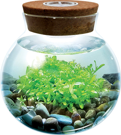 WaterPlants - Create Your Own Aquascape
