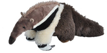 Anteater 12"